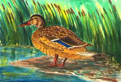 A Duck