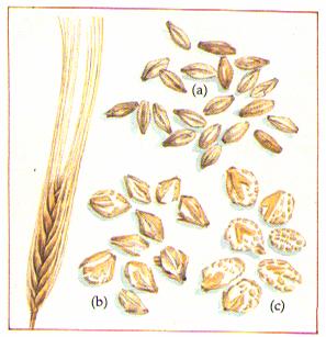 Barley