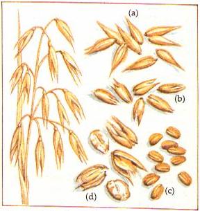 Oats