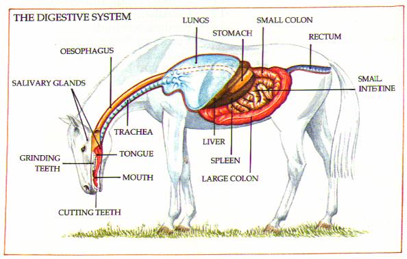 Digestive System