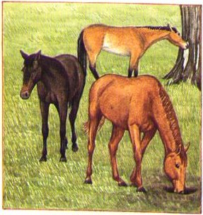 Pastures