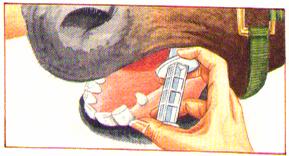 Worming Paste