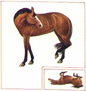Colic