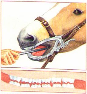Teeth