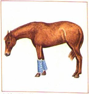 Sick horse