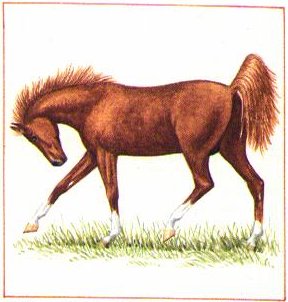 Thoroughbred