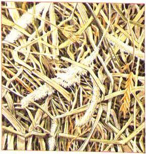Meadow hay