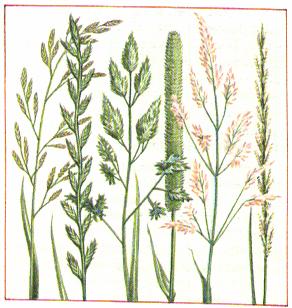 Good Grass