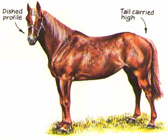 Anglo-Arab