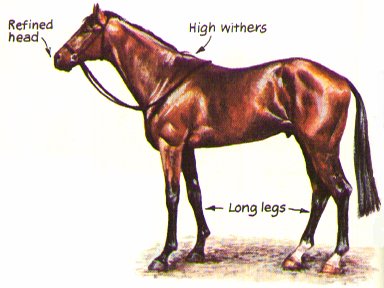 Thoroughbred