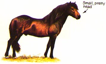 Dartmoor