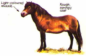 Exmoor