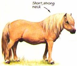 Shetland