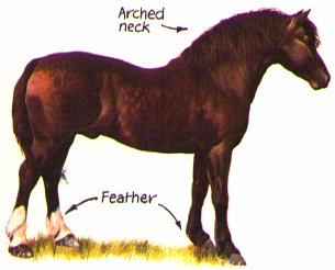 Welsh Cob