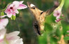 Hummingbird-optical-illusion.jpg